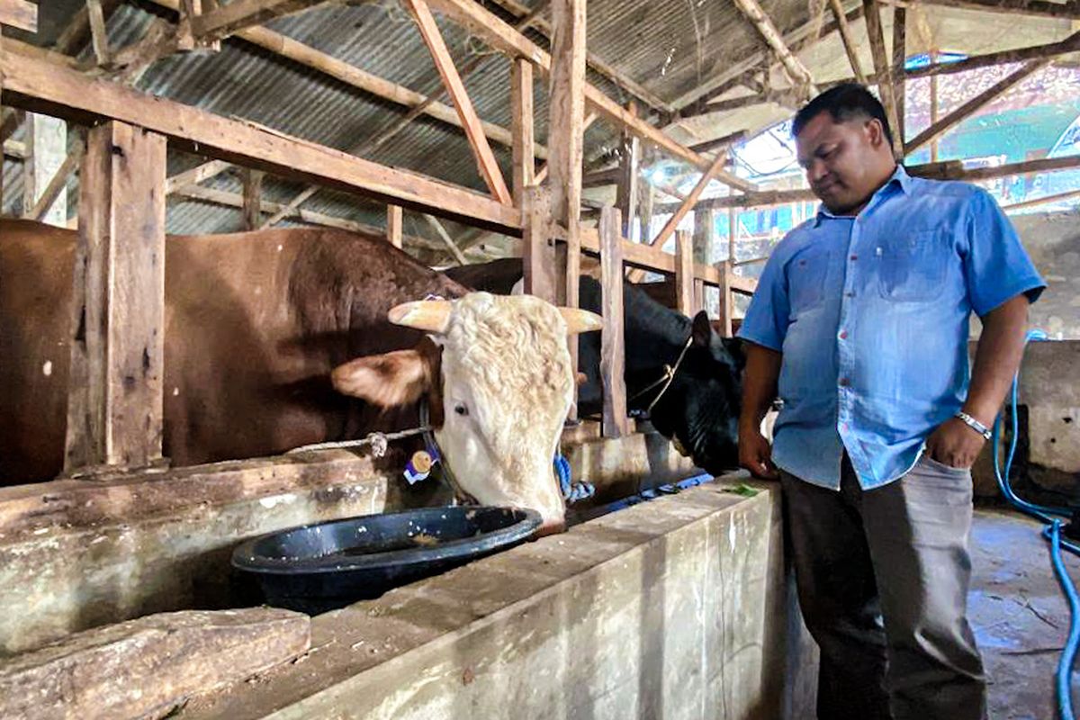 Sapi Kurban Bernama Mayor dari Lereng Cisarua Jadi Pilihan Presiden untuk Iduladha Tahun Ini